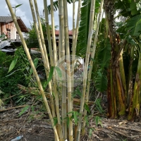 ไผ่นางฟ้าสีหมอก (Mist Fairy Bamboo) 