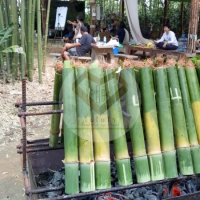 ไผ่ข้าวหลามกาบแดง (Red Sheath Bamboo) 