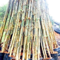 ไผ่เลี้ยงลาย (Striped Bamboo / Variegated Bamboo) 