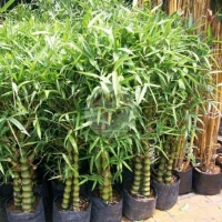 ไผ่น้ำเต้า (Buddha Belly Bamboo / Calabash Bamboo) 