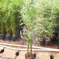  ไผ่เงิน (Silver Bamboo) 