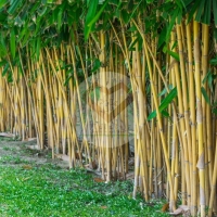 ไผ่สีทอง (Golden Bamboo) 