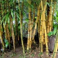 ไผ่เหลือง (Yellow Bamboo) 