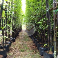 ไผ่ดำ (Black Bamboo) 