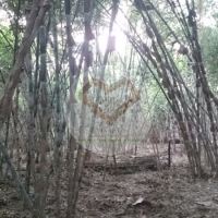 ไผ่แม่ตะวอ (Mae Ta Wor Bamboo) 