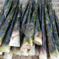 ไผ่เลี้ยงหวาน (Sweet Dendrocalamus Bamboo) 