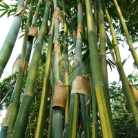 ไผ่หยกเศรษฐี (Emerald Fortune Bamboo / Lucky Bamboo) 