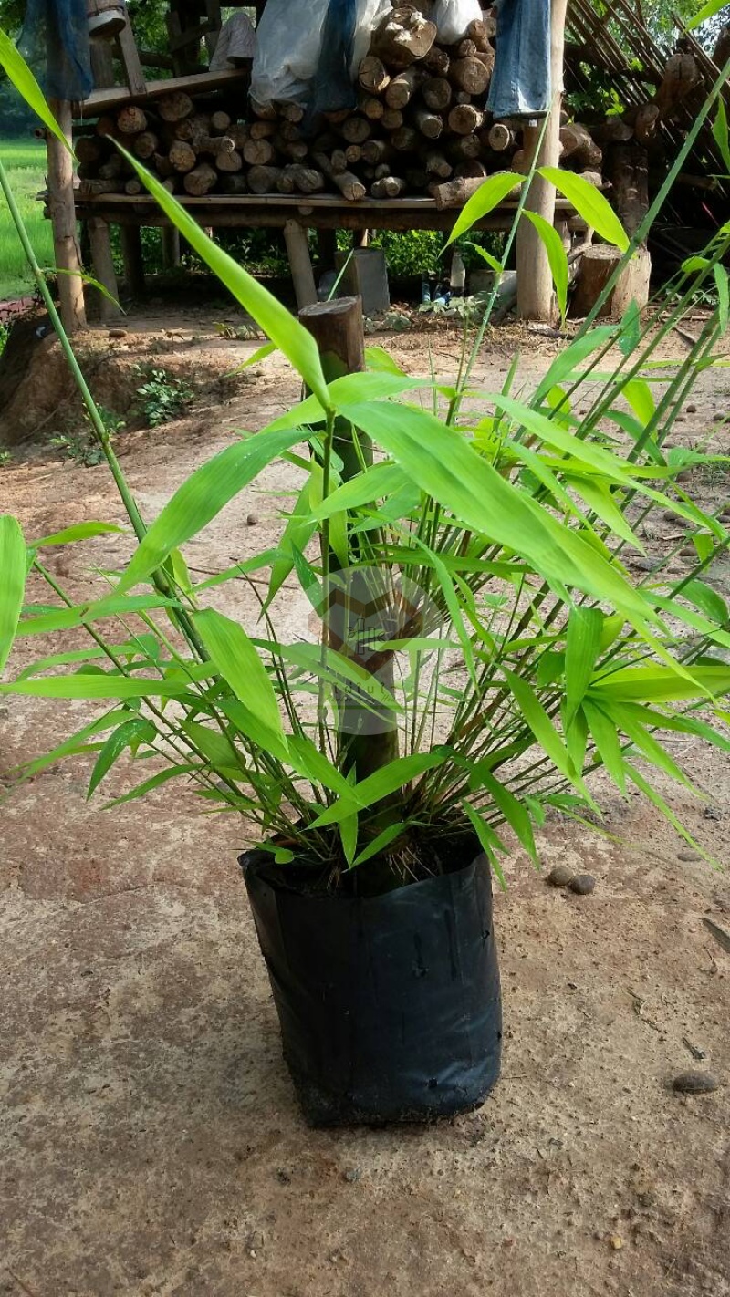 ไผ่ข้าวหลามเปราะ (Soft-Split Bamboo) 