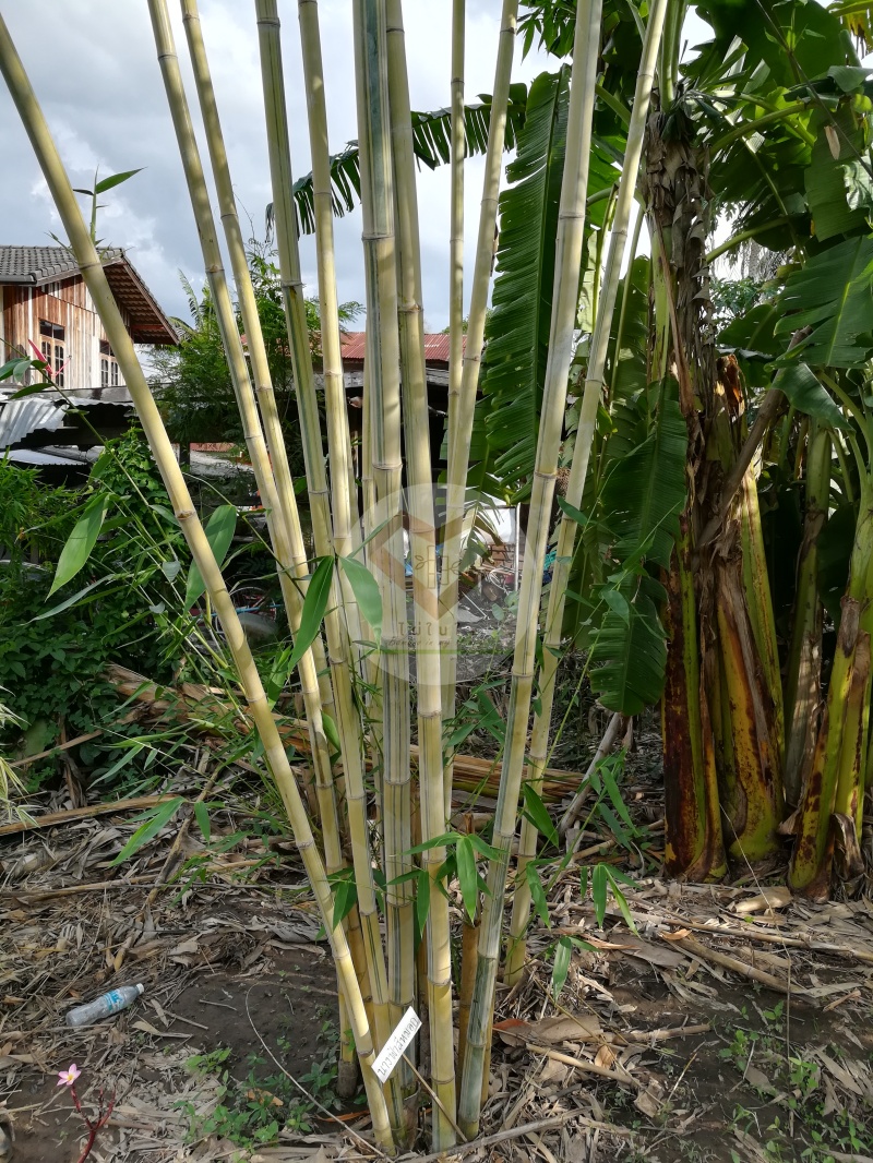 ไผ่นางฟ้าสีหมอก (Mist Fairy Bamboo) 