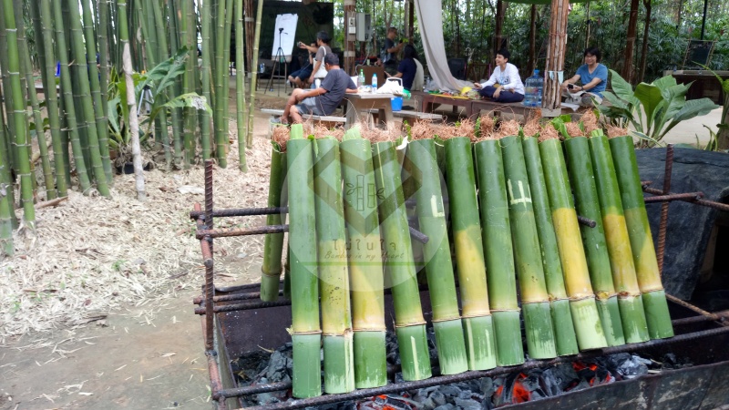 ไผ่ข้าวหลามกาบแดง (Red Sheath Bamboo) 