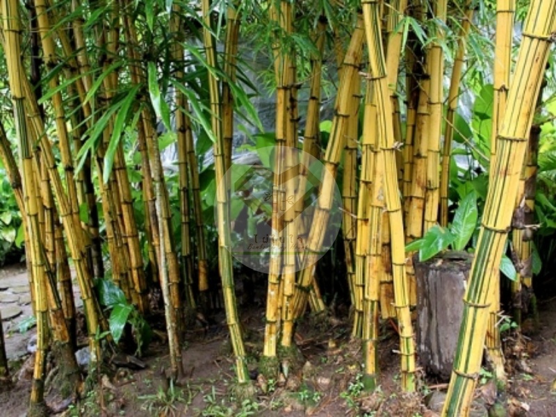 ไผ่เหลือง (Yellow Bamboo) 