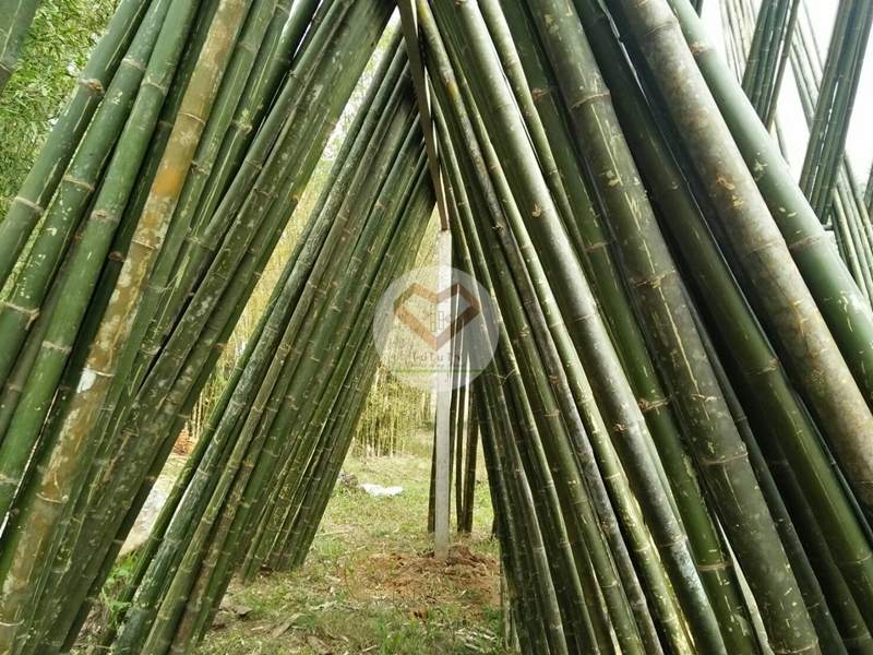ไผ่เลี้ยงลำ (Laiung Lam Bamboo)