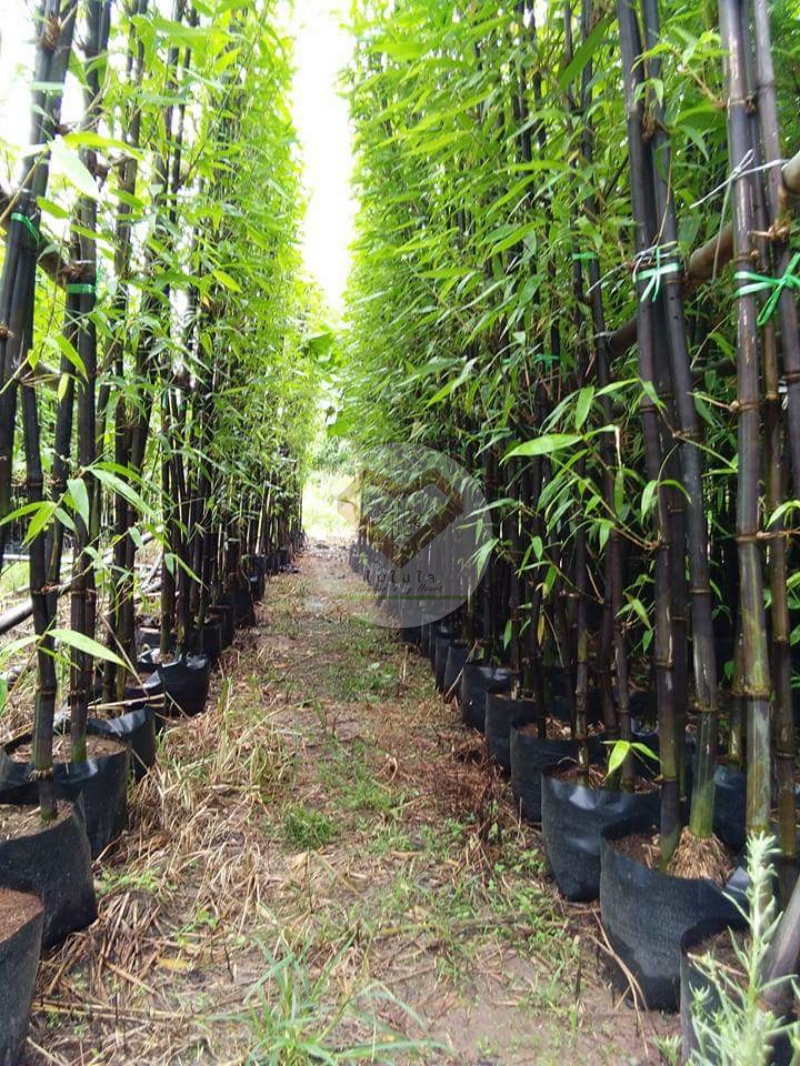 ไผ่ดำ (Black Bamboo) 