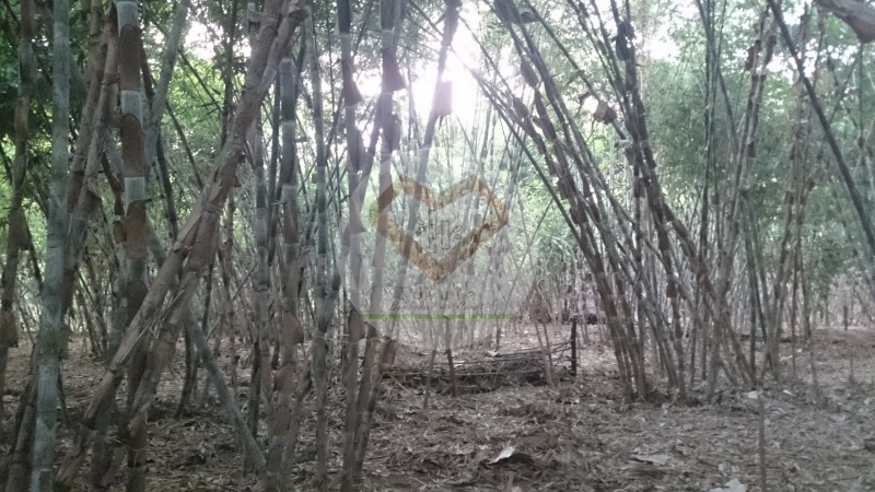 ไผ่แม่ตะวอ (Mae Ta Wor Bamboo) 