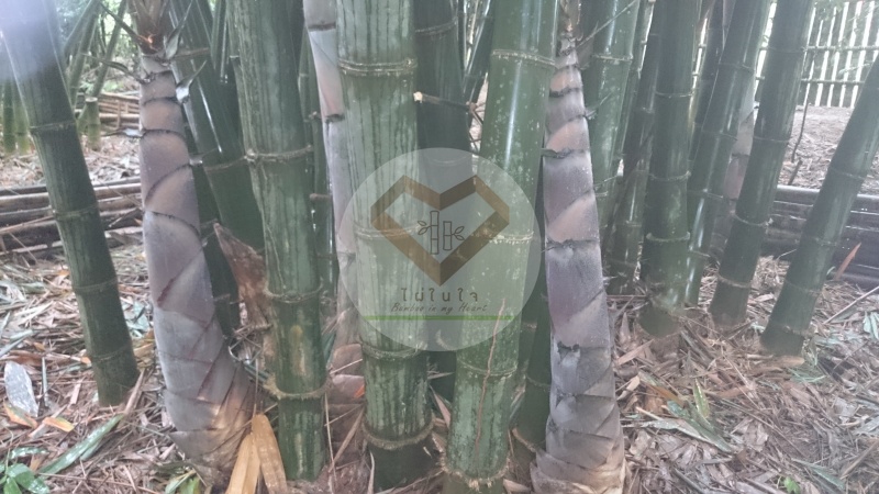 ไผ่ปักกิ่ง (Peking Bamboo)