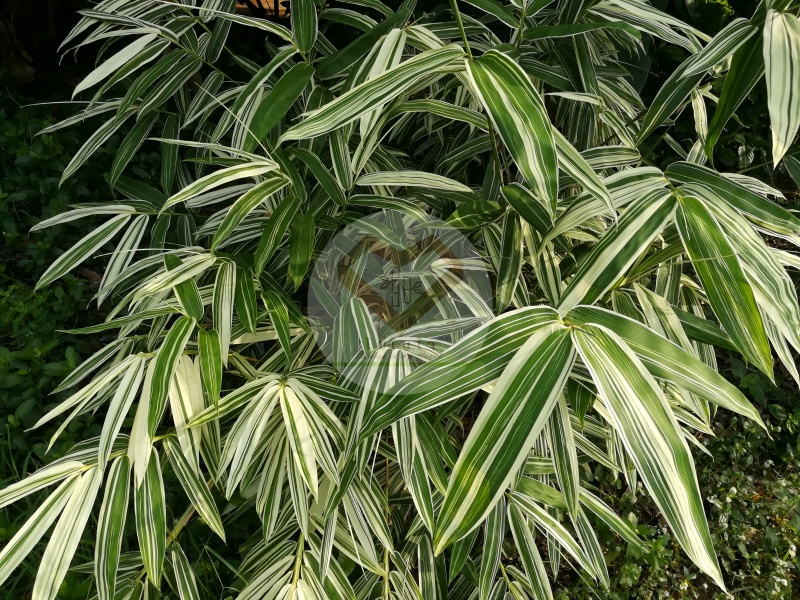 ไผ่ใบด่าง  (Variegated Leaf Bamboo) 