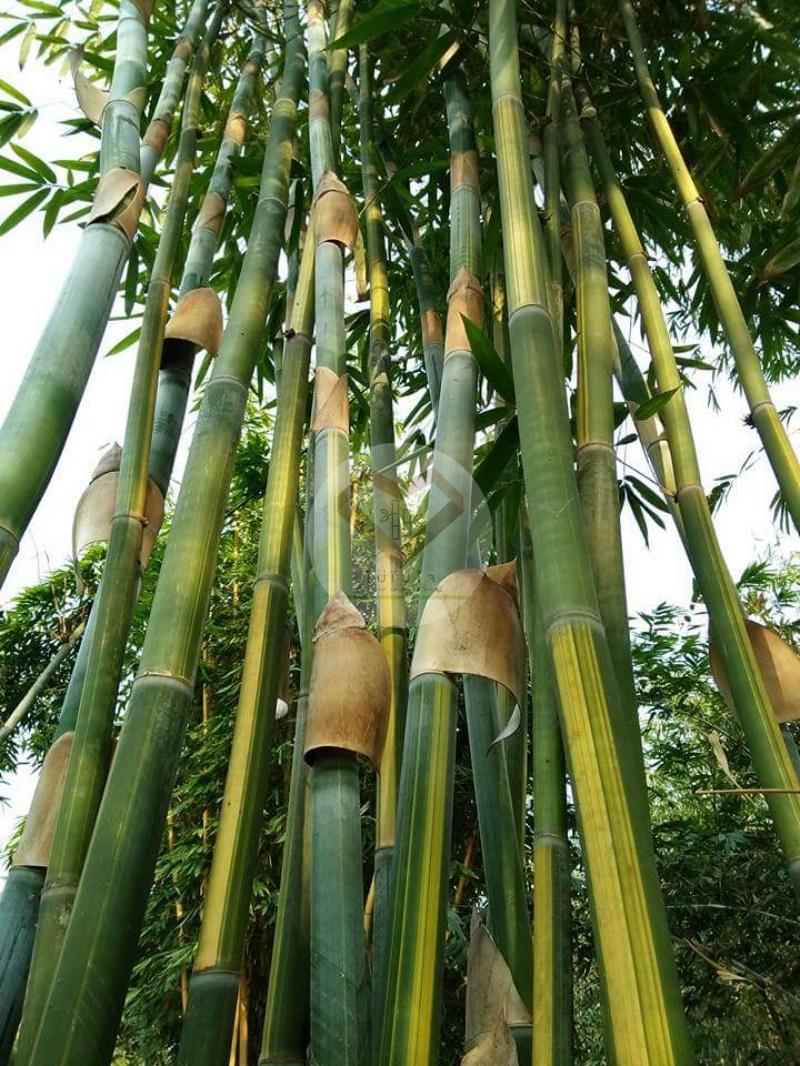 ไผ่หยกเศรษฐี (Emerald Fortune Bamboo / Lucky Bamboo) 