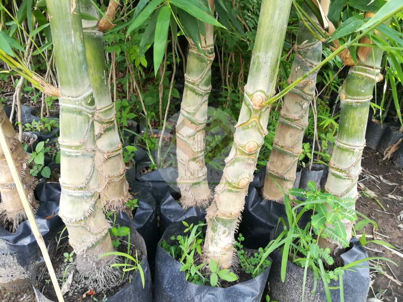 ไผ่แปลก ไผ่แปลกลำบิด (Twisted Bamboo / Spiral Bamboo)