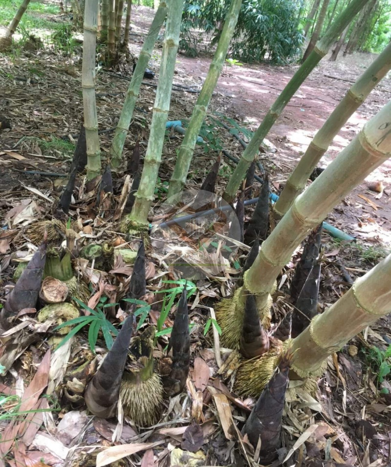 ไผ่ตงศรีปราจีน (Tong Sri Prachin Bamboo) 