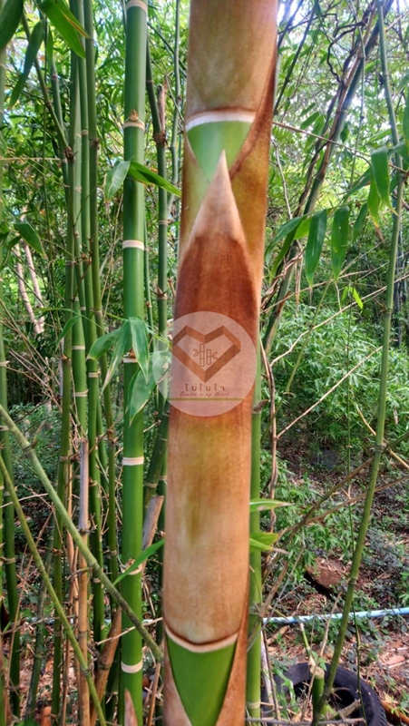ไผ่เก้าดาว (Kao Dao Bamboo)