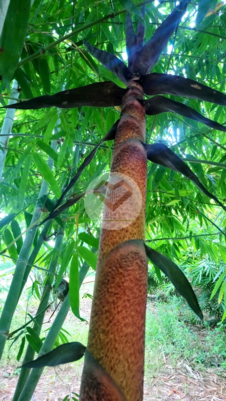 ไผ่มันหมู (Mun Moo Bamboo) 