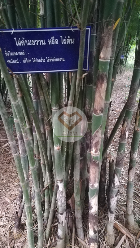 ไผ่ด้ามขวาน  (Axe Handle Bamboo) 