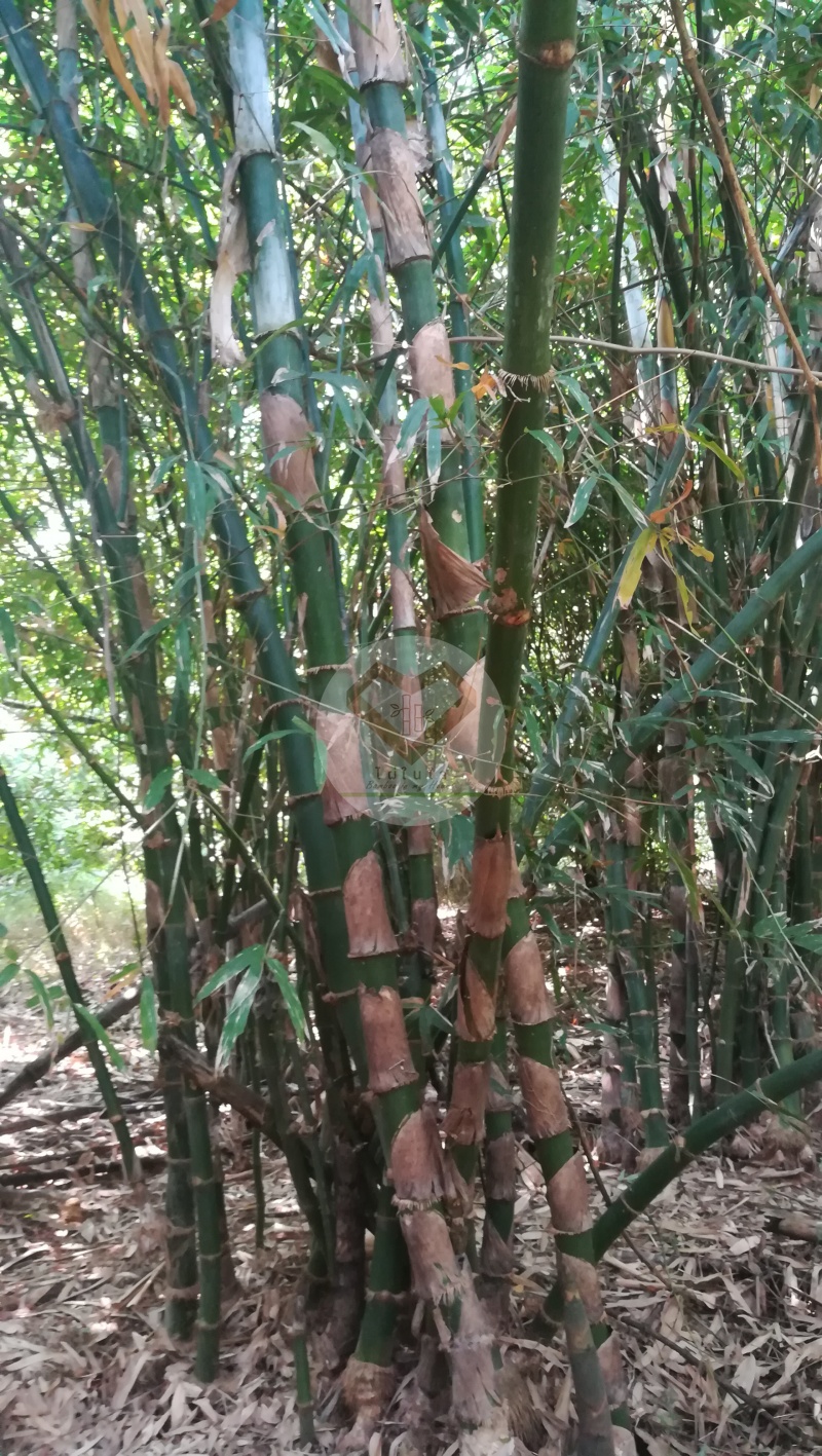 PhaiKimSun_8