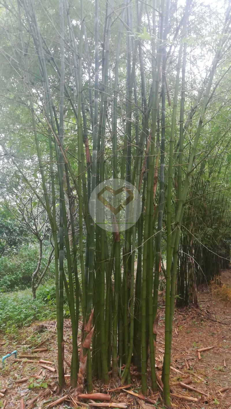 LiangWan_10
