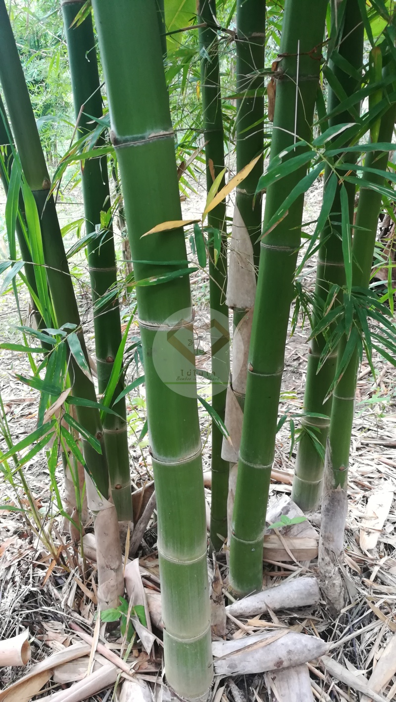 LiangWan_12