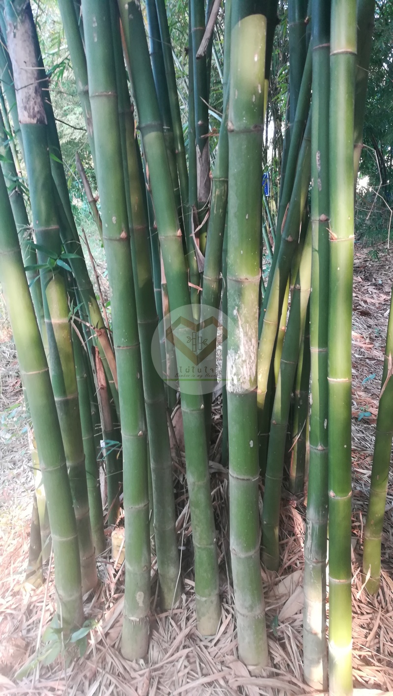 LiangWan_7