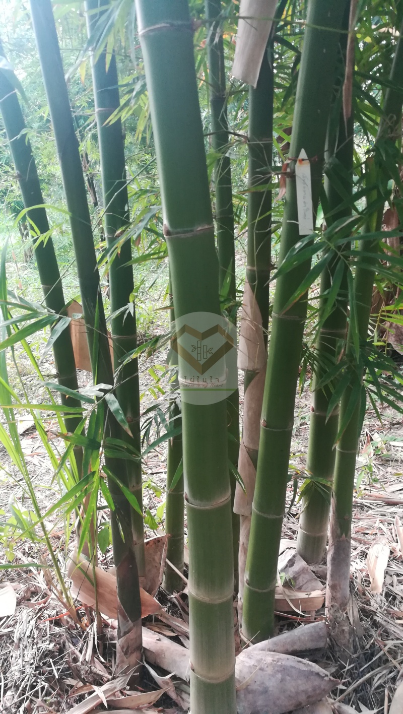 LiangWan_8