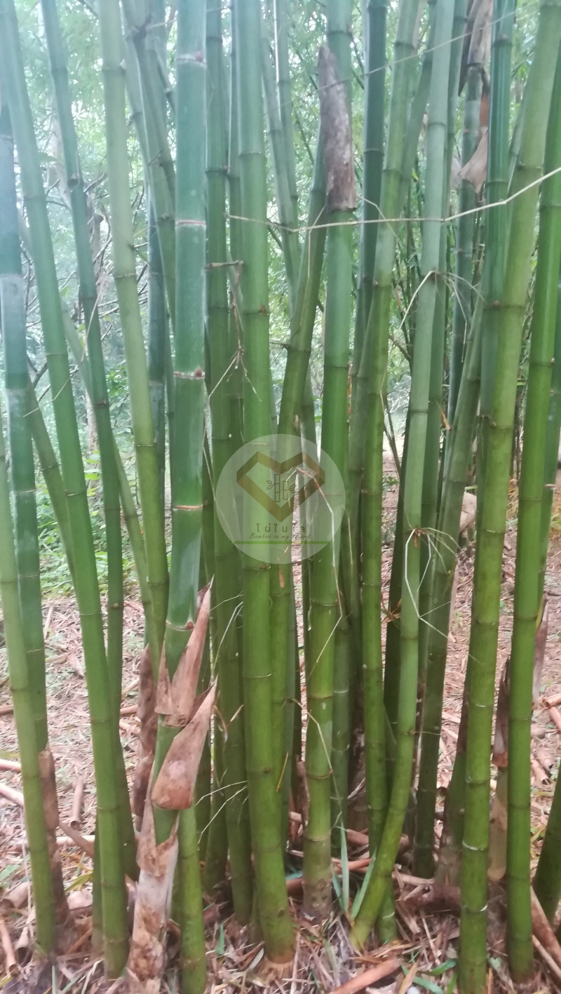 LiangWan_9