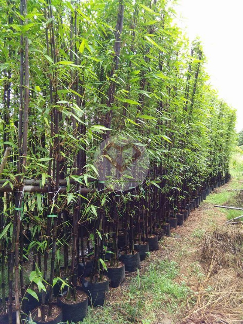 bk_6