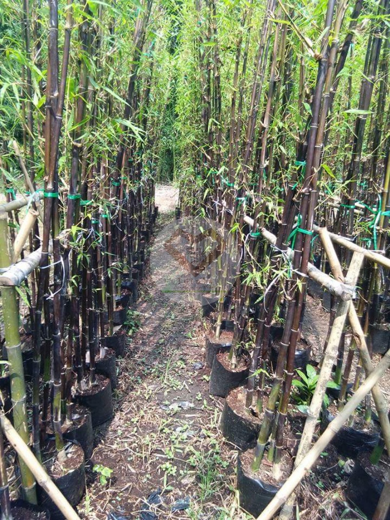 PhaiSiThong_11