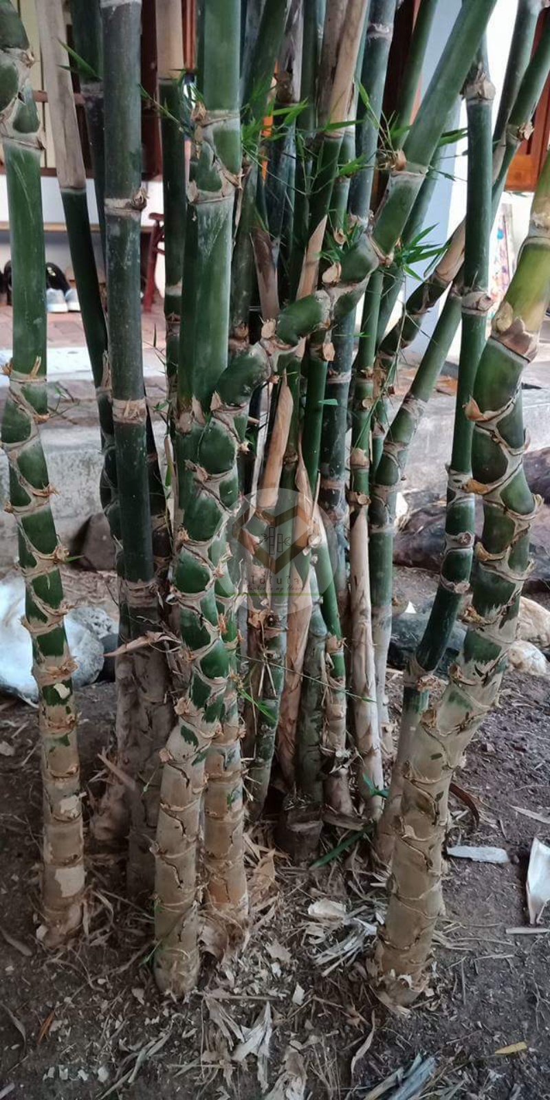 PhaiSiThong_12