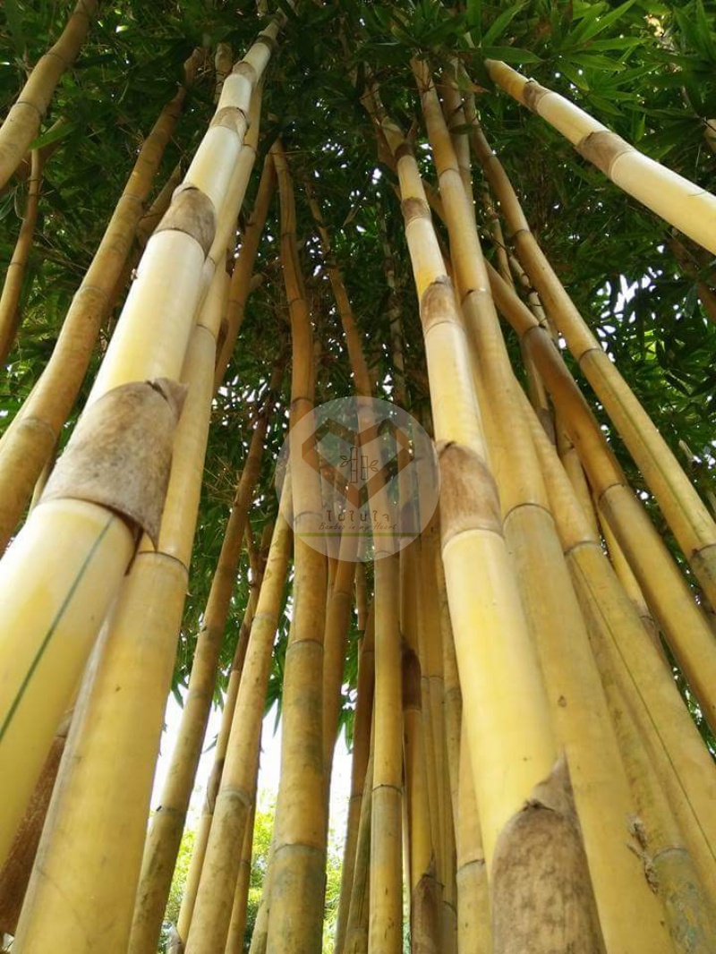 PhaiSiThong_13