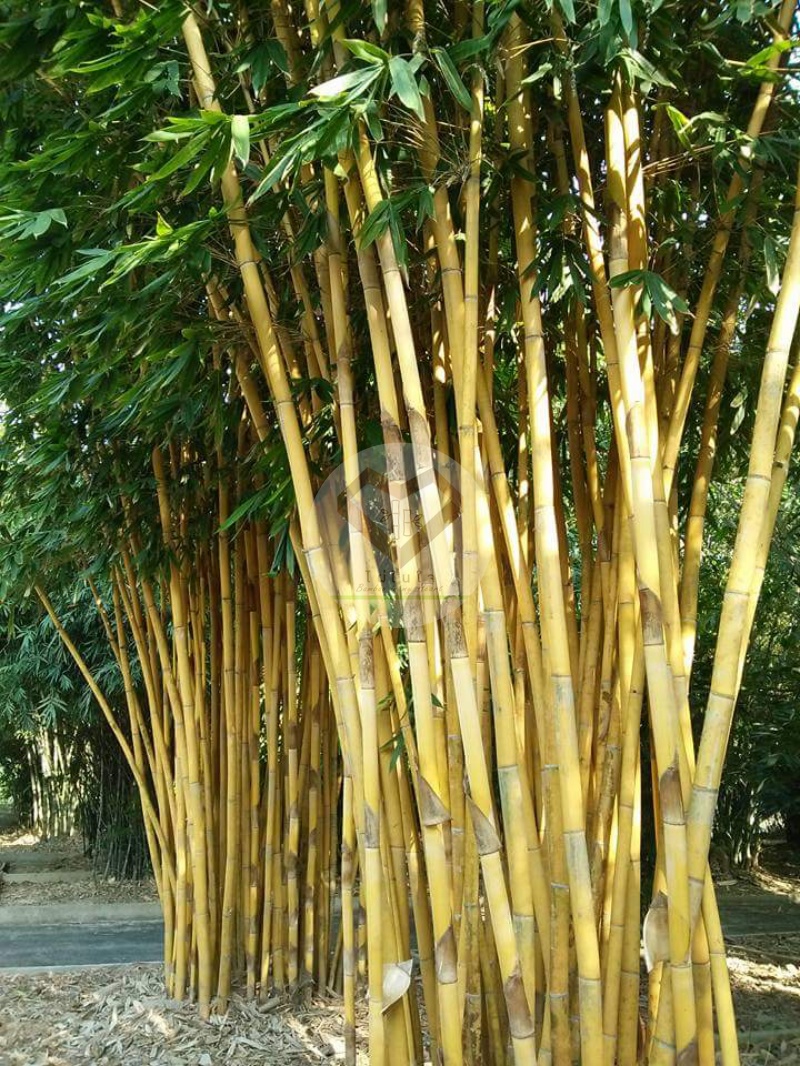 PhaiSiThong_15