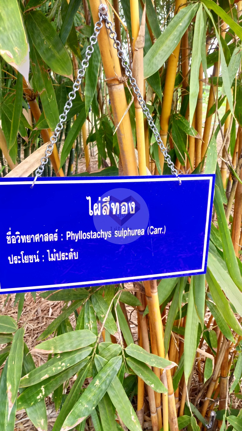 PhaiSiThong_2
