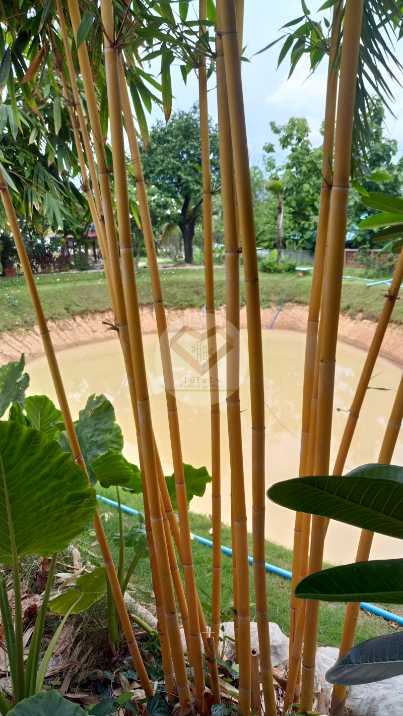 PhaiSiThong_5