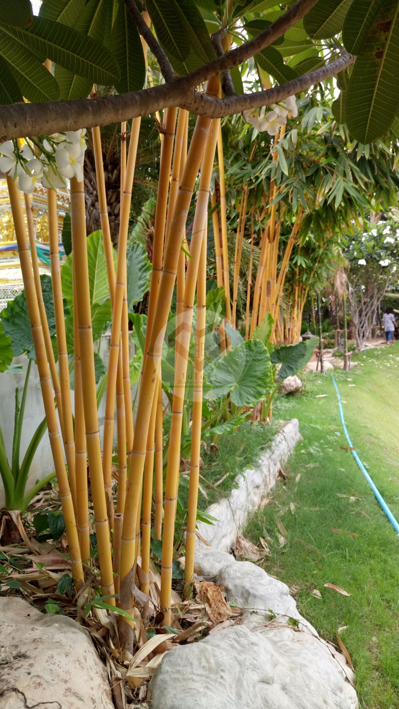 PhaiSiThong_6