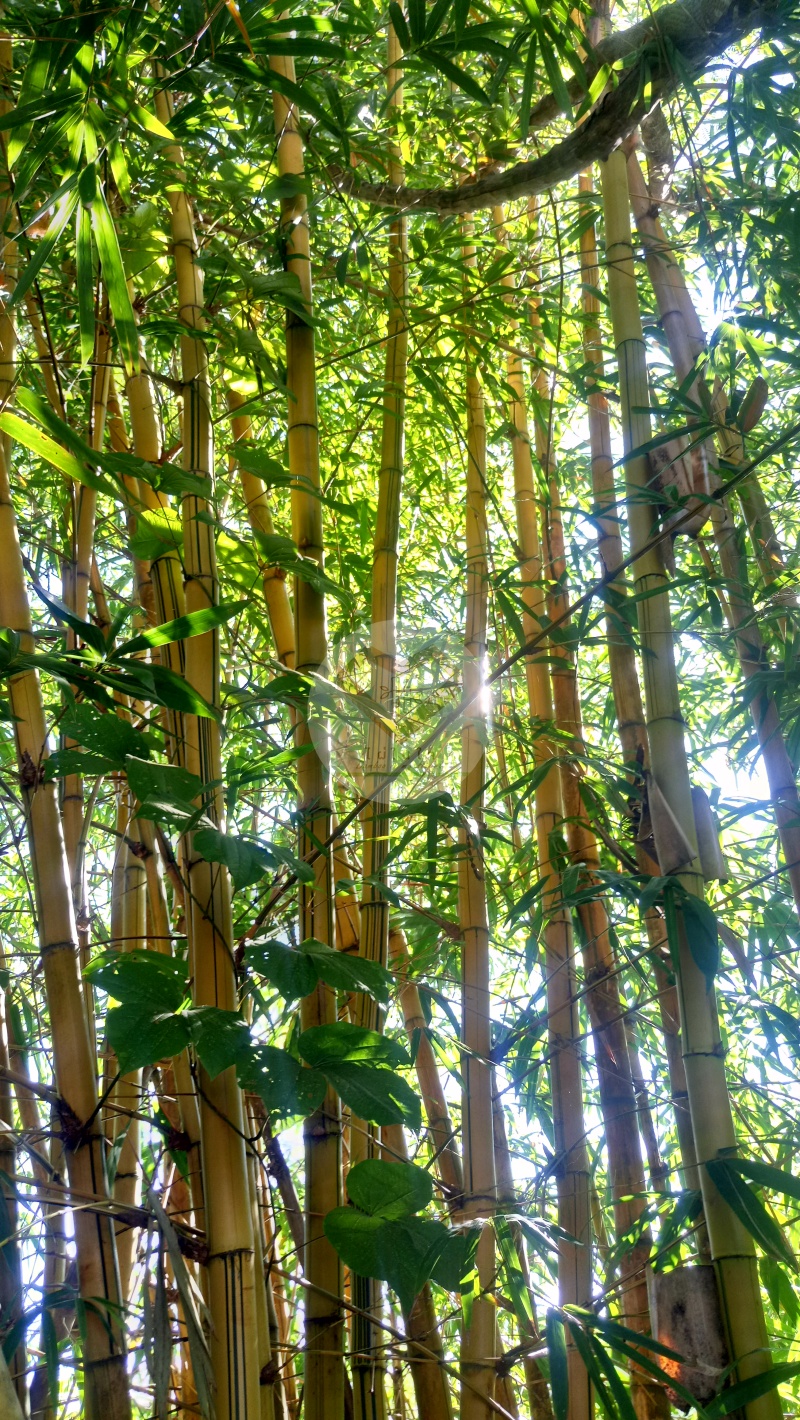 Phai_Lueang_5