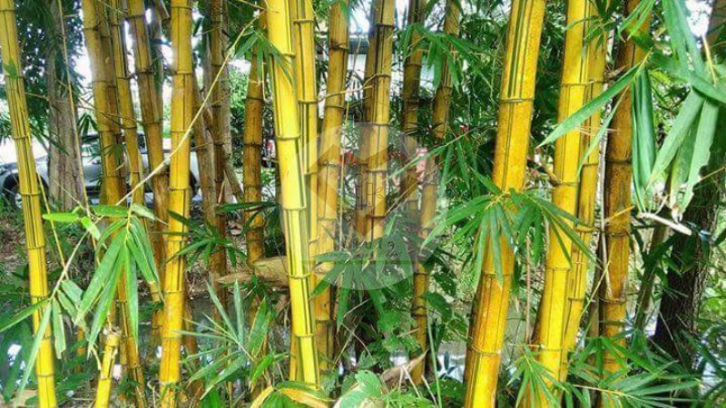 Phai_Lueang_6