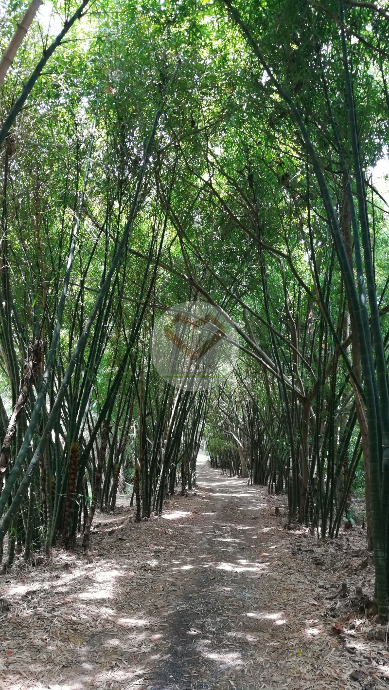 PhaiNamTao_11
