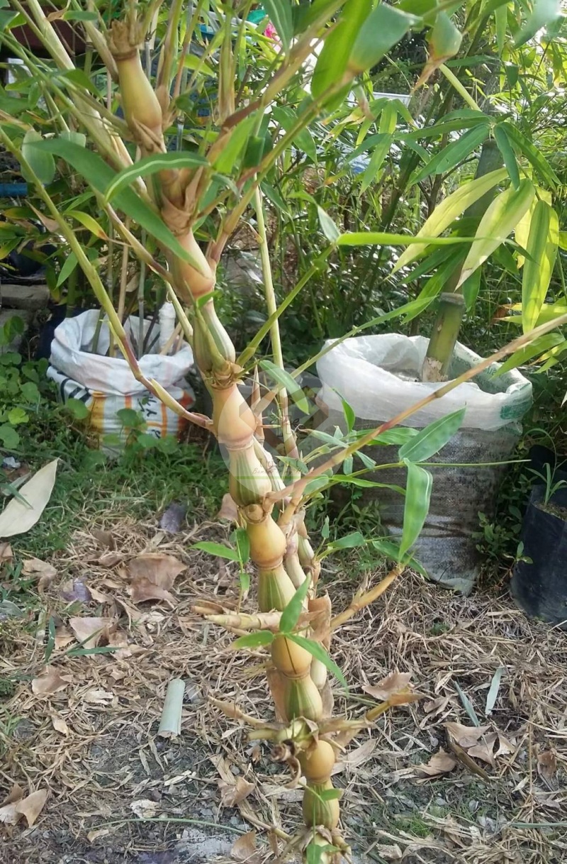 PhaiNamTao_2
