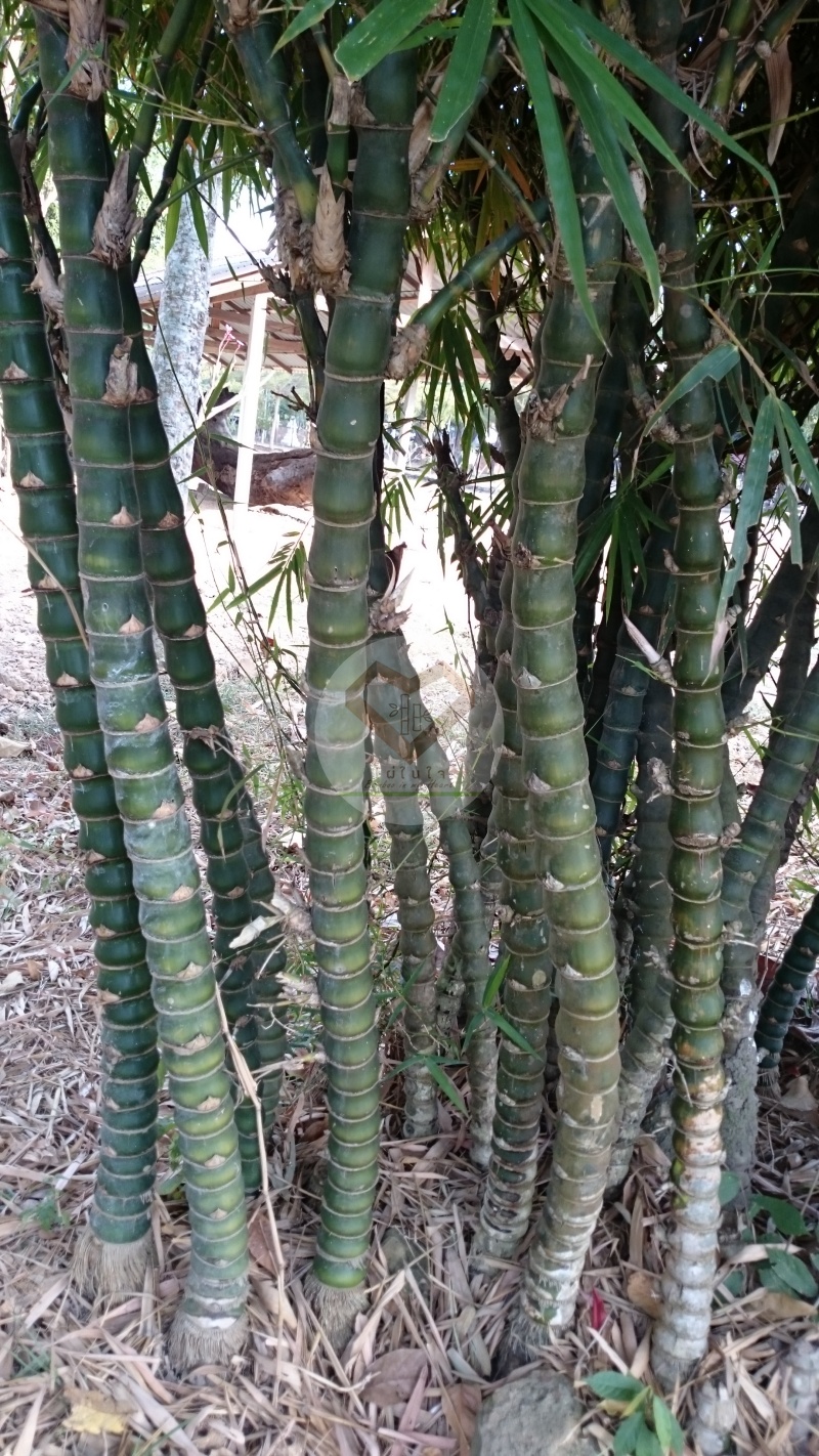 PhaiNamTao_7