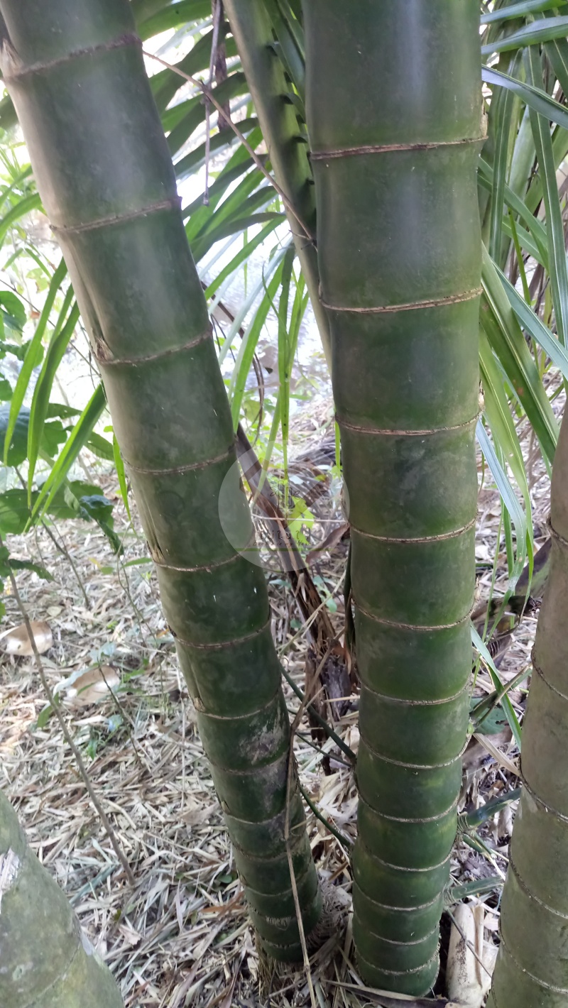 PhaiNamTao_8