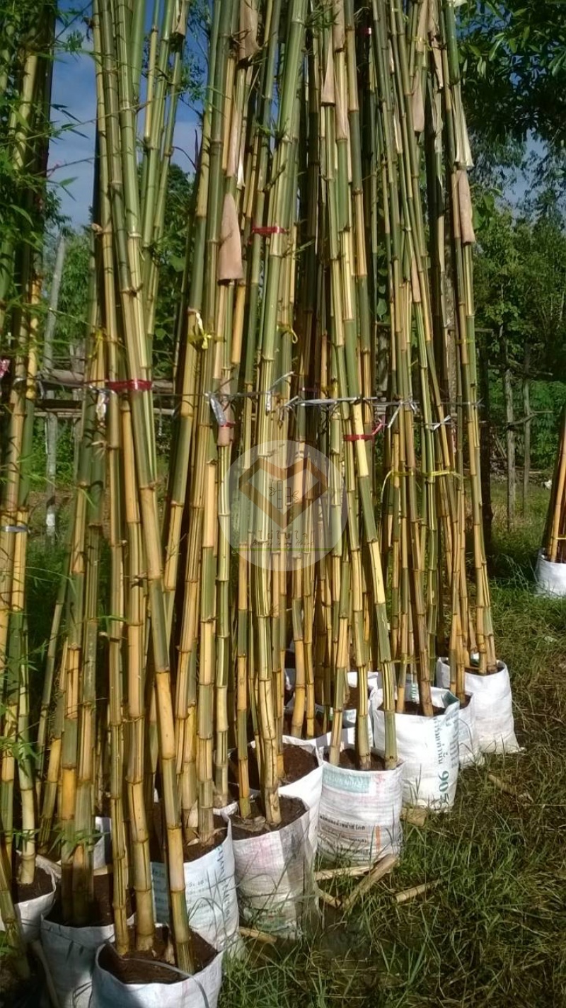 PhaiLiangLai_1