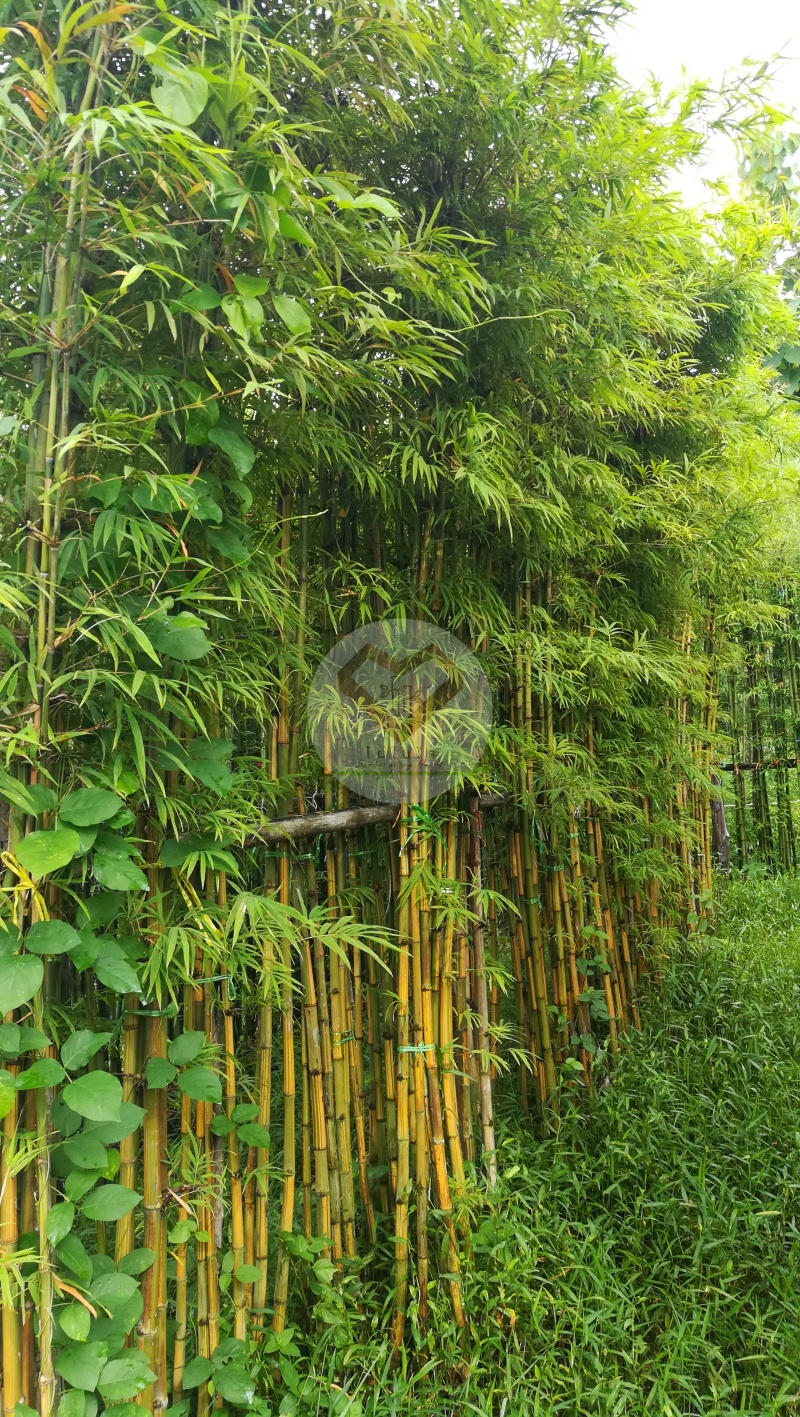 PhaiLiangLai_10