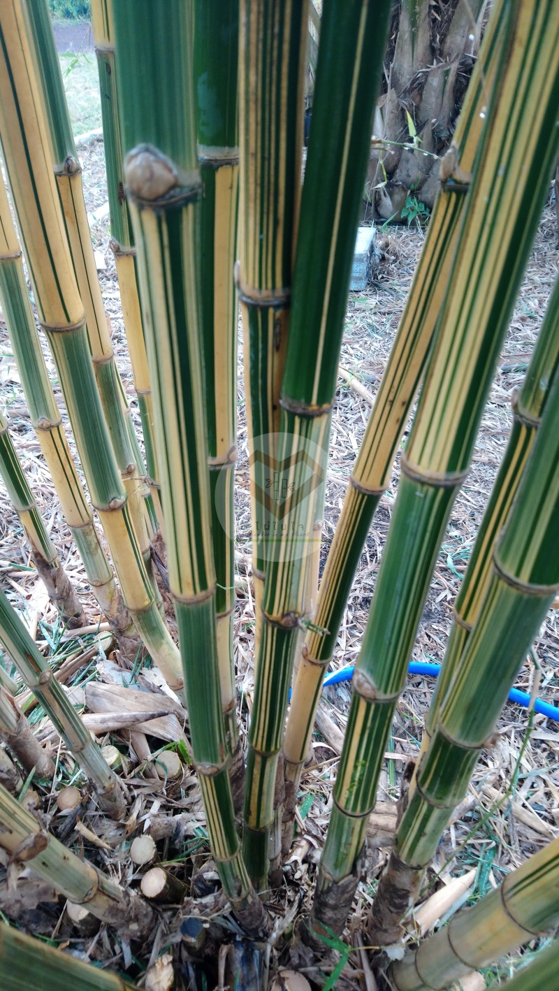 PhaiLiangLai_3