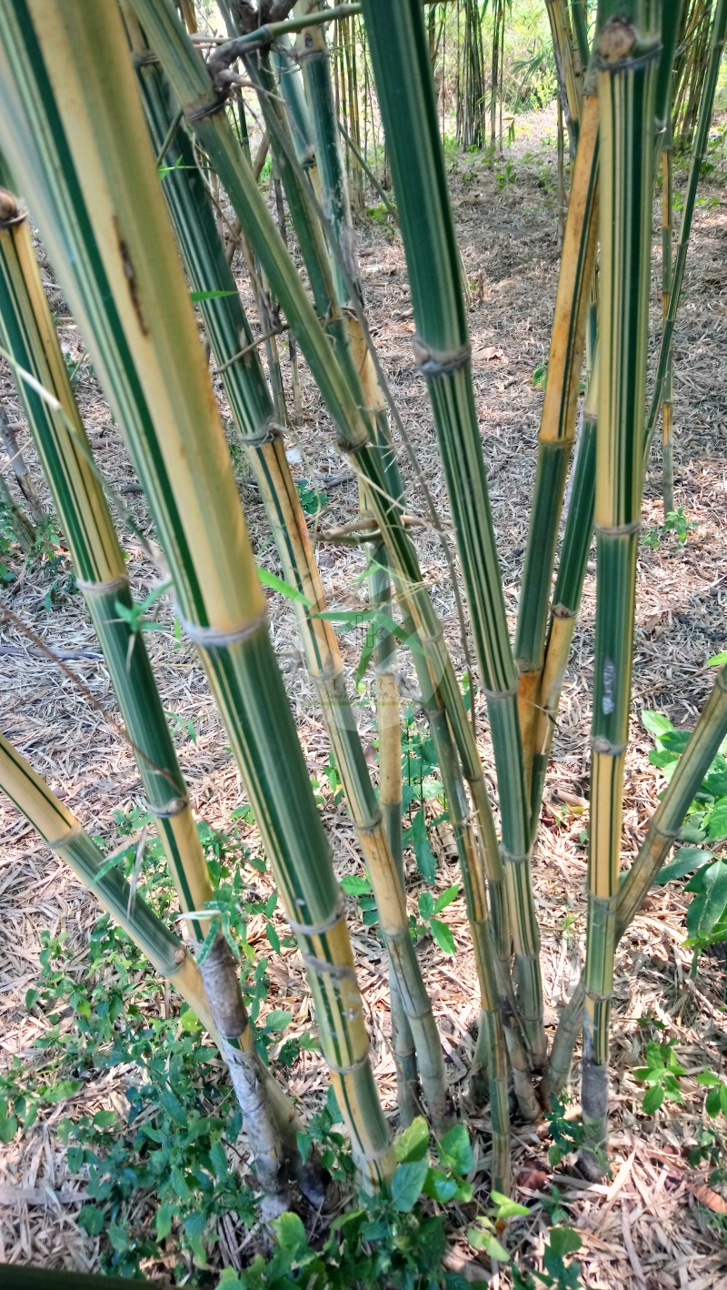 PhaiLiangLai_6